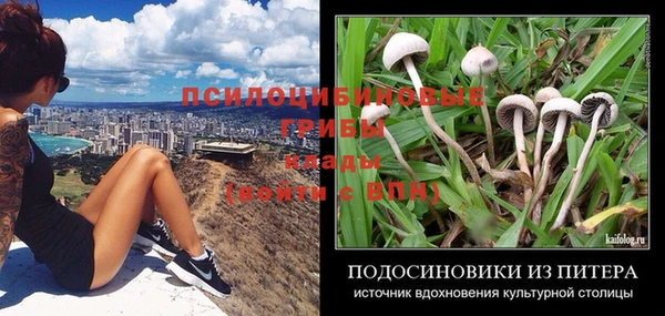 apvp Алзамай